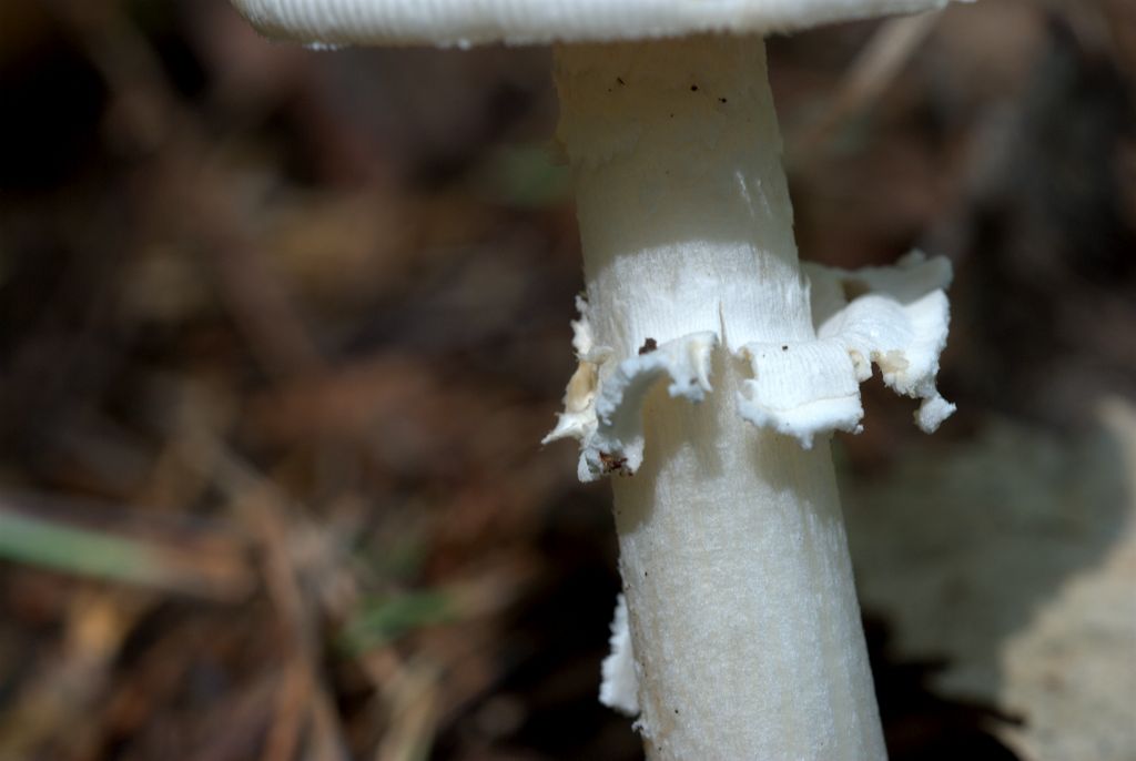 Amanita?