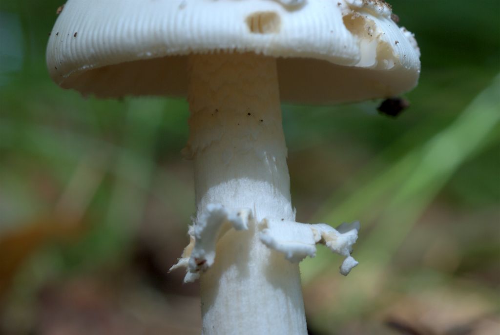 Amanita?