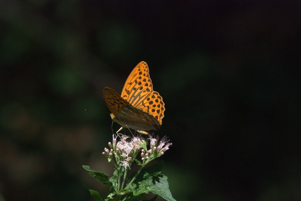 Argynnis paphia? - S, Argynnis (Argynnis) paphia