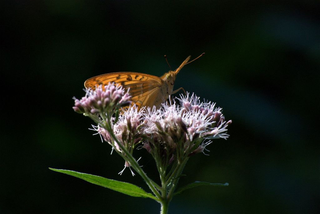 Argynnis paphia? - S, Argynnis (Argynnis) paphia