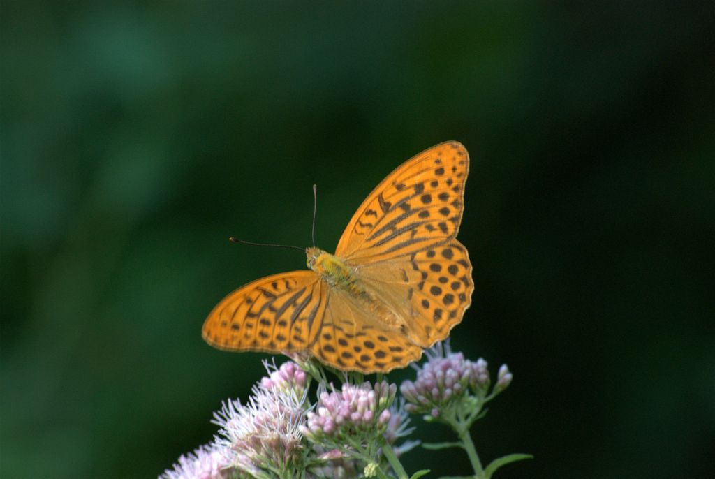 Argynnis paphia? - S, Argynnis (Argynnis) paphia