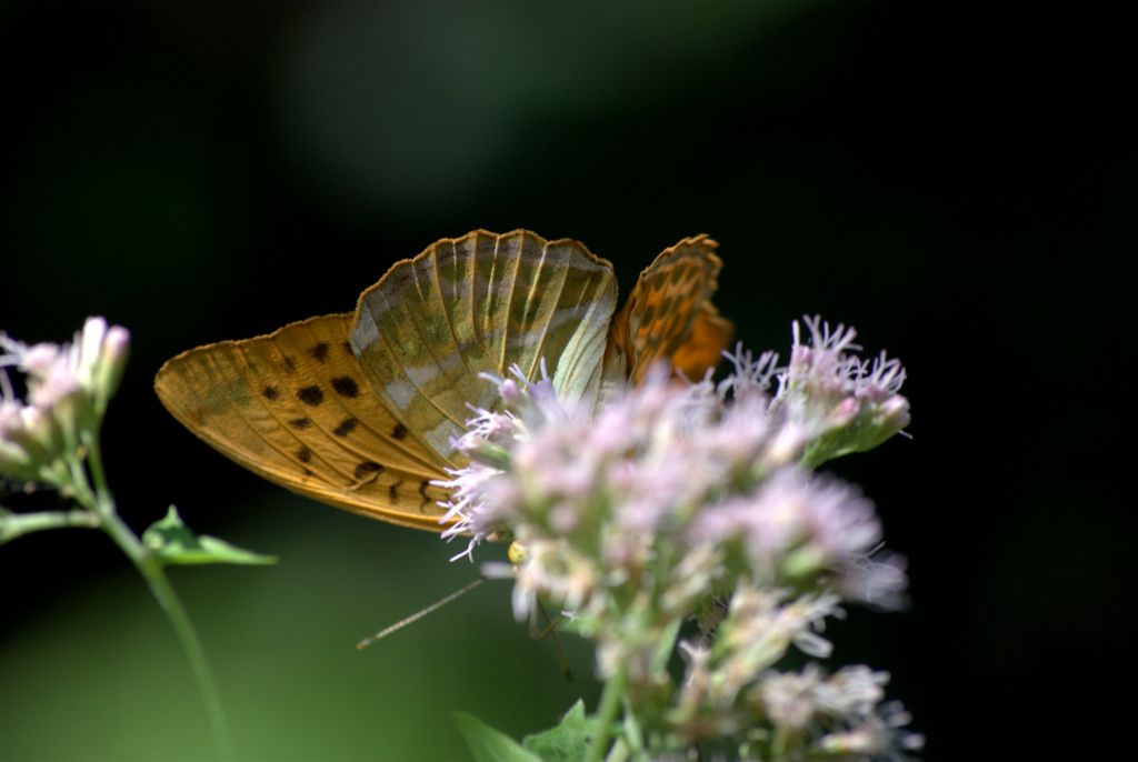 Argynnis paphia? - S, Argynnis (Argynnis) paphia