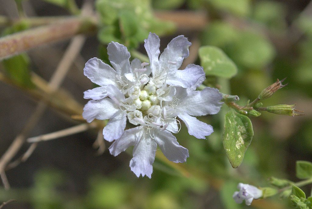 Sixalix atropurpurea / Vedovina marittima