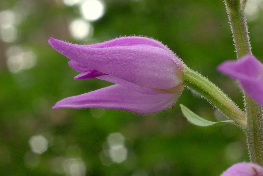 Cephalanthera rubra