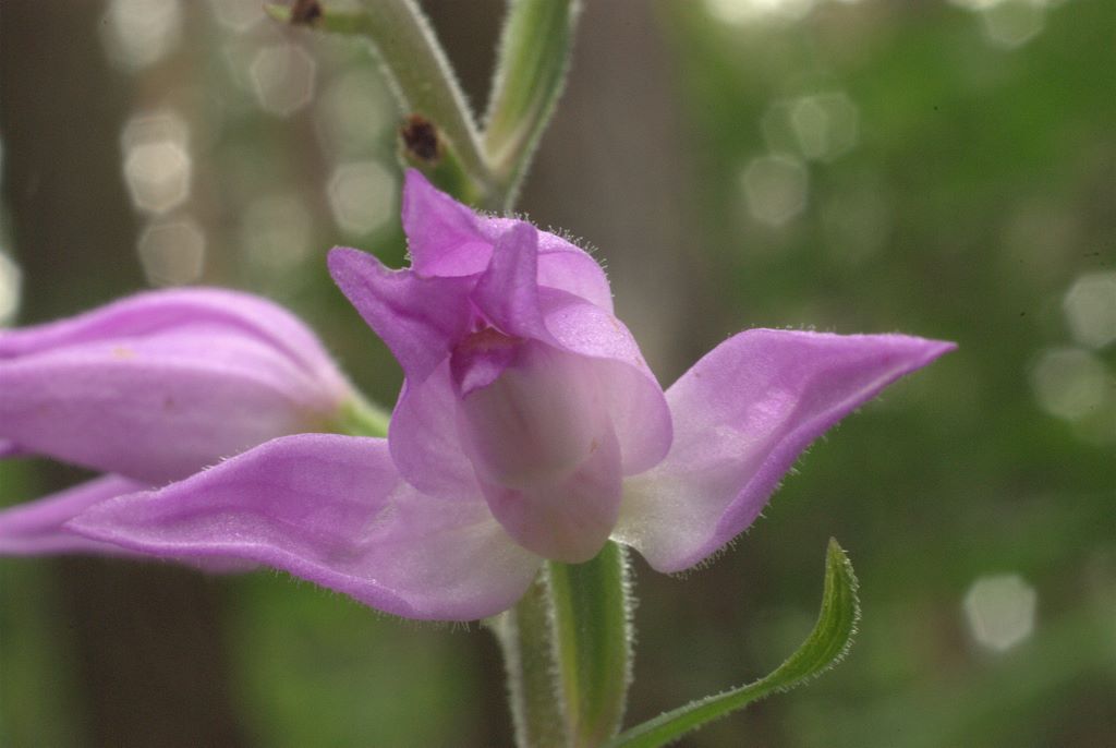 Cephalanthera rubra