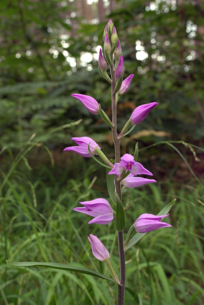 Cephalanthera rubra