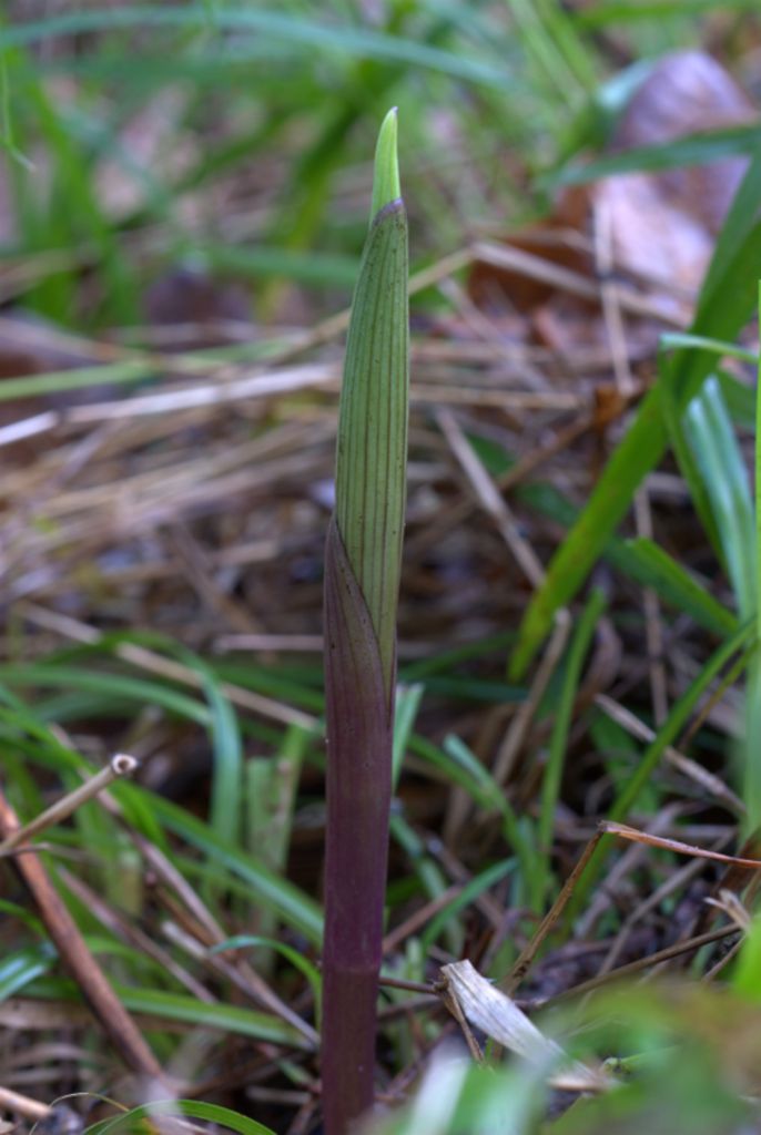 Cephalanthera rubra