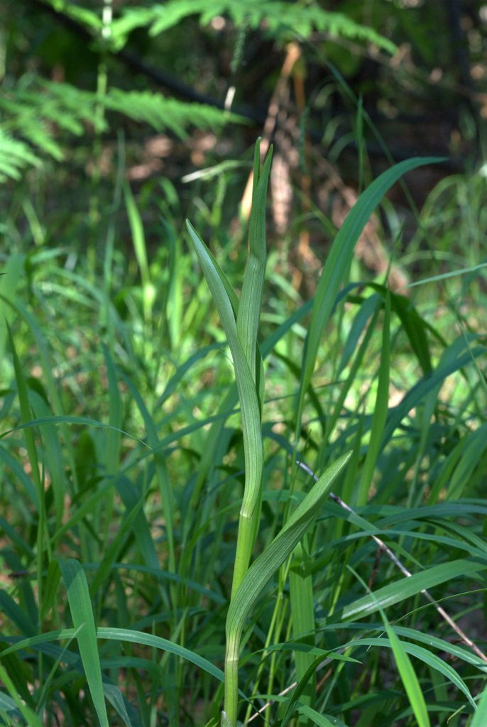 Cephalanthera rubra