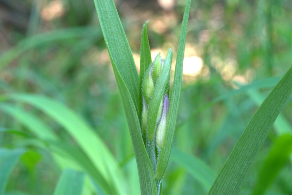 Cephalanthera rubra