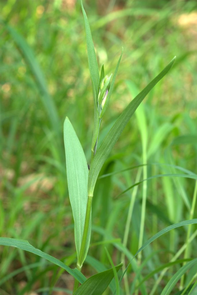 Cephalanthera rubra