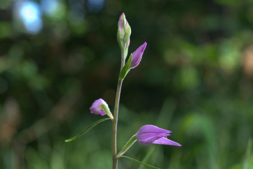 Cephalanthera rubra