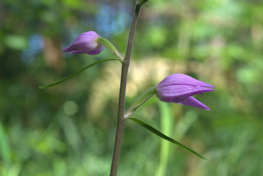 Cephalanthera rubra