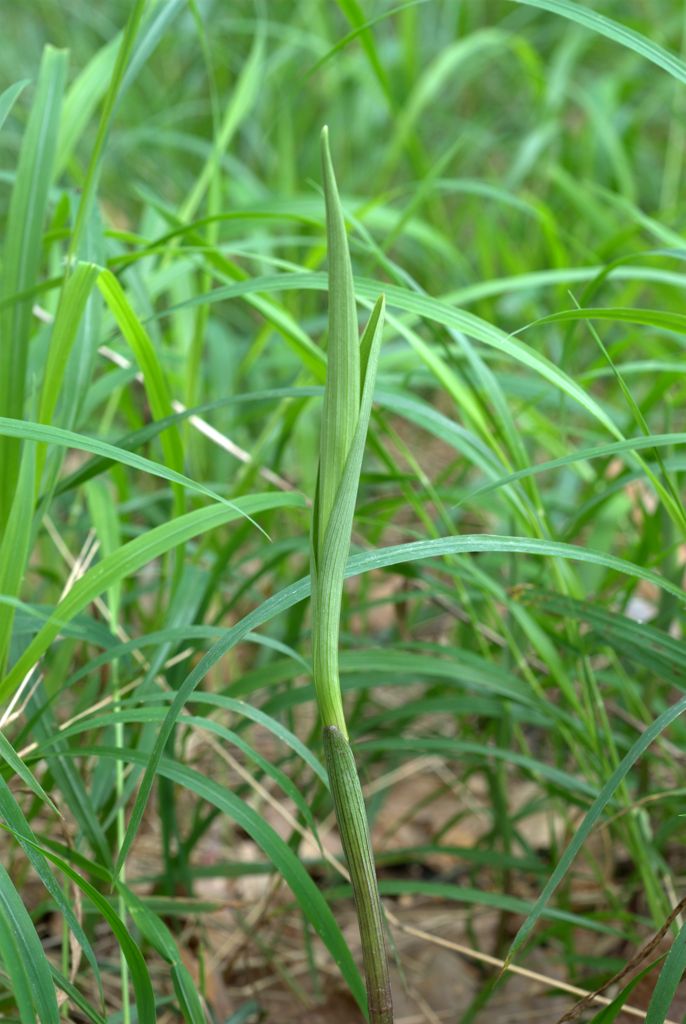 Cephalanthera rubra