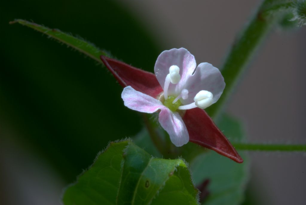 Circaea lutetiana / Erba maga comune