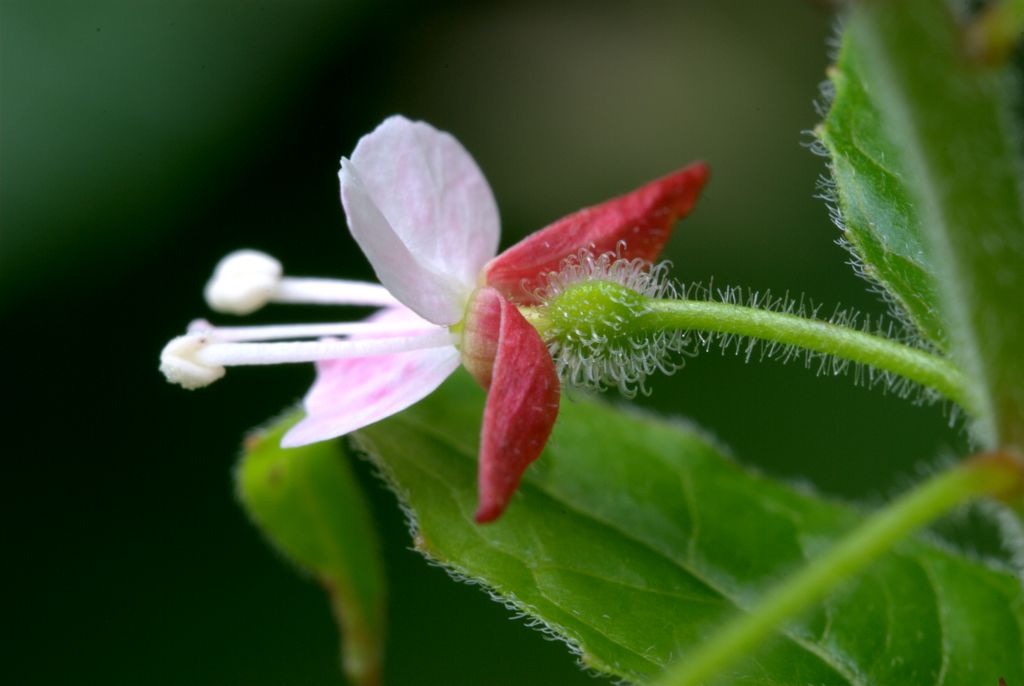 Circaea lutetiana / Erba maga comune