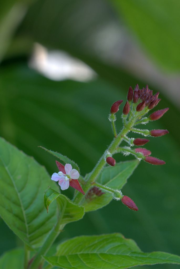 Circaea lutetiana / Erba maga comune