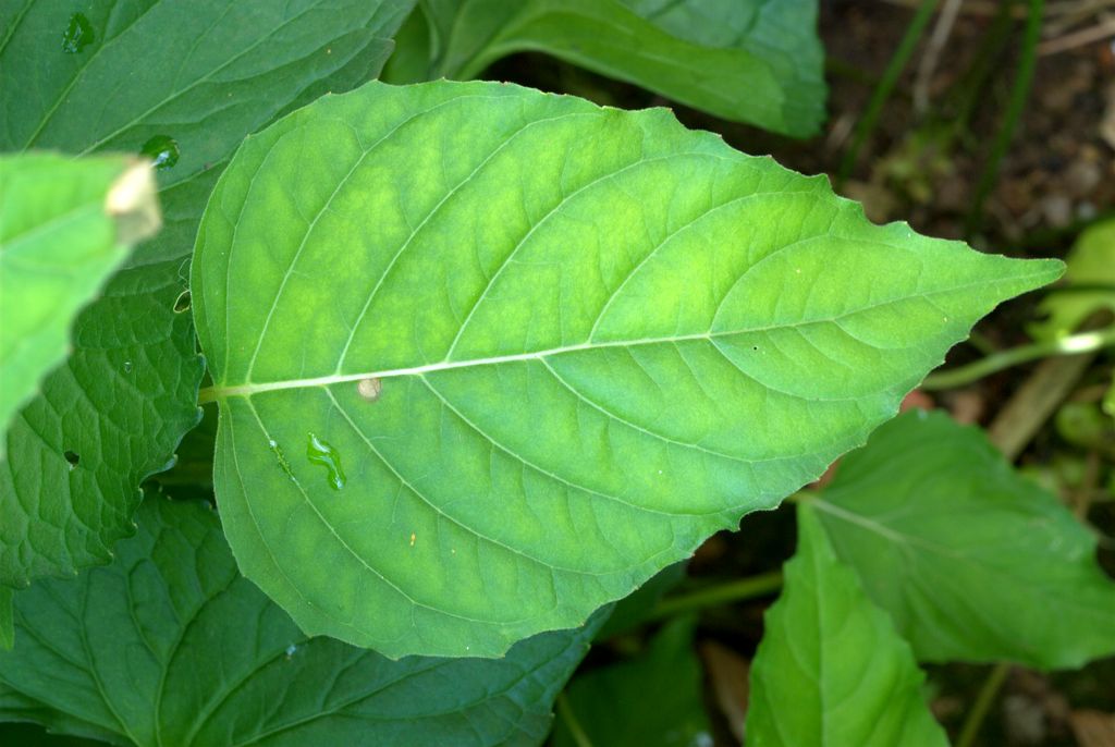 Circaea lutetiana / Erba maga comune