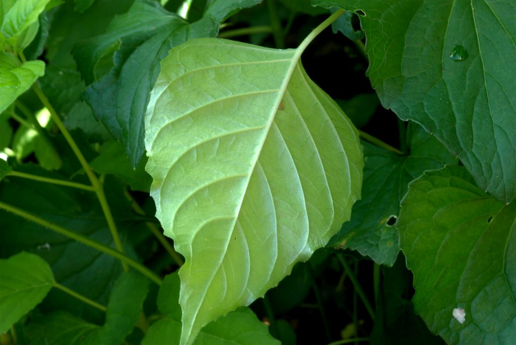 Circaea lutetiana / Erba maga comune