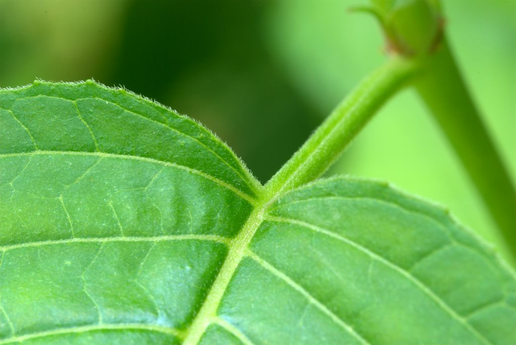 Circaea lutetiana / Erba maga comune