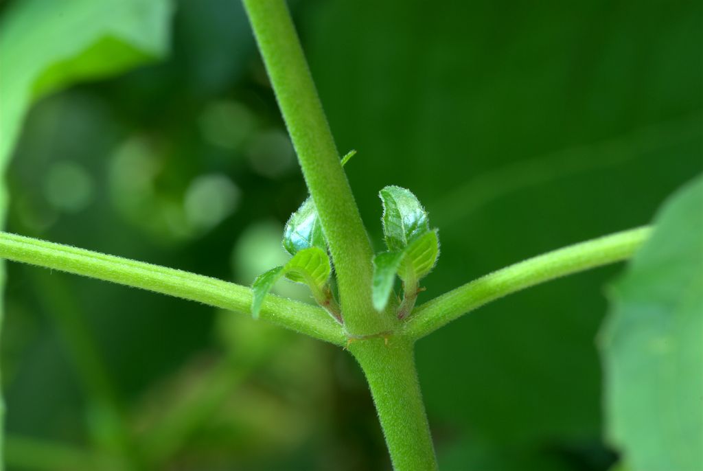 Circaea lutetiana / Erba maga comune