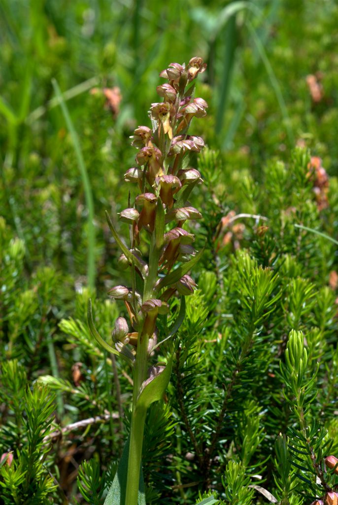 Coeloglossum viride