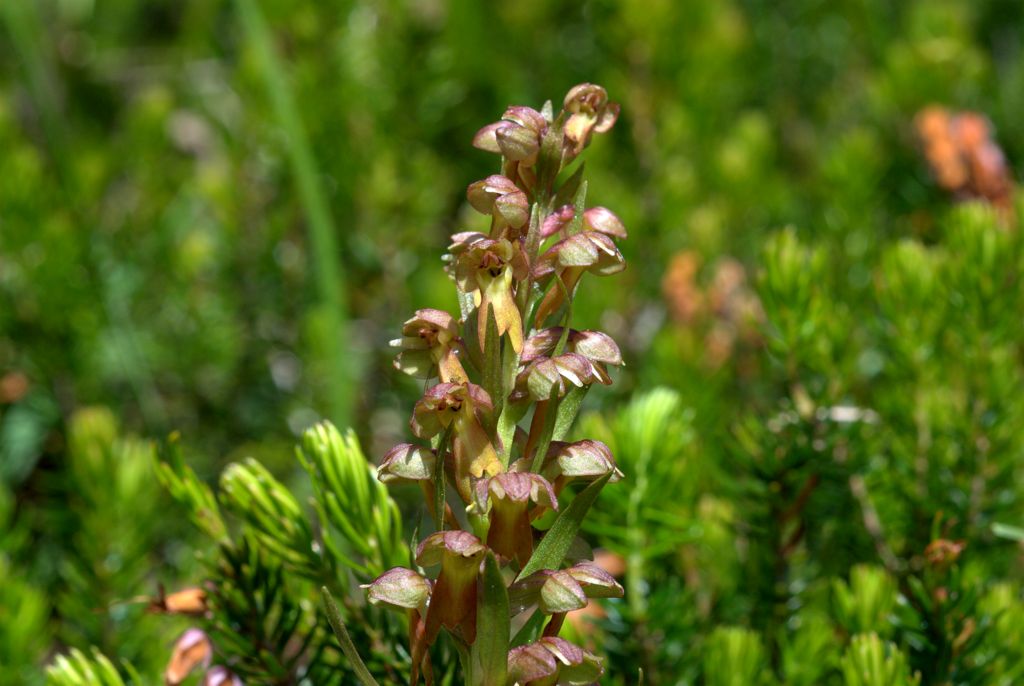 Coeloglossum viride