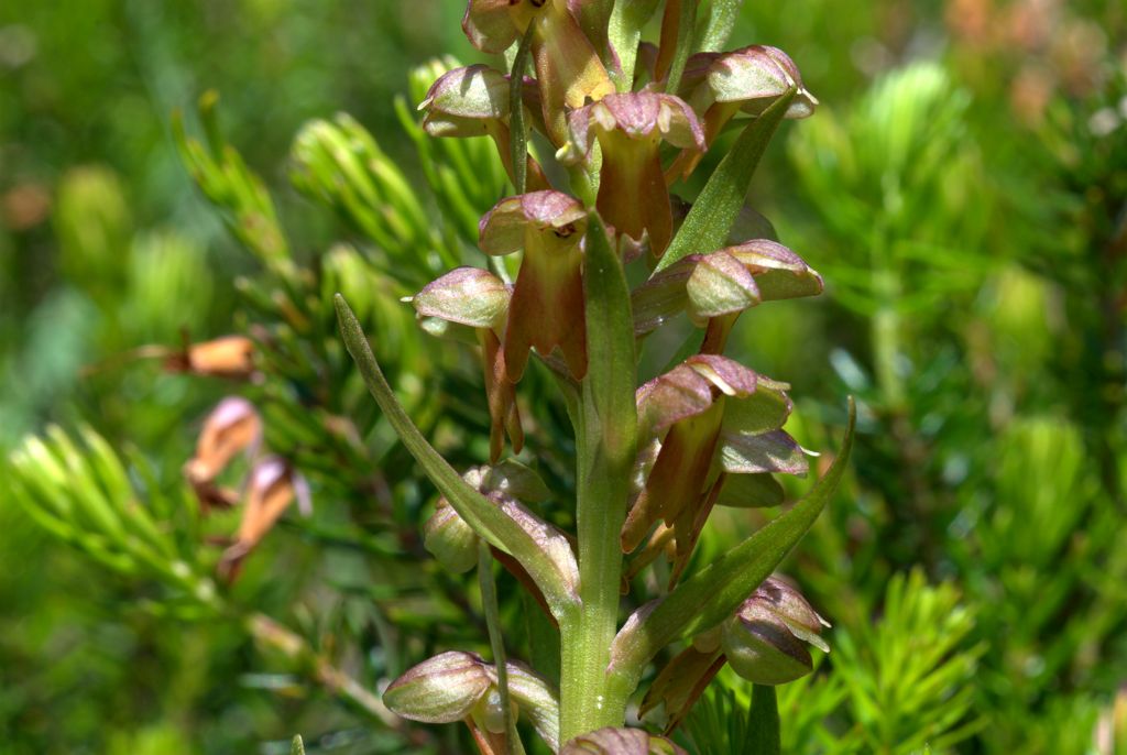 Coeloglossum viride