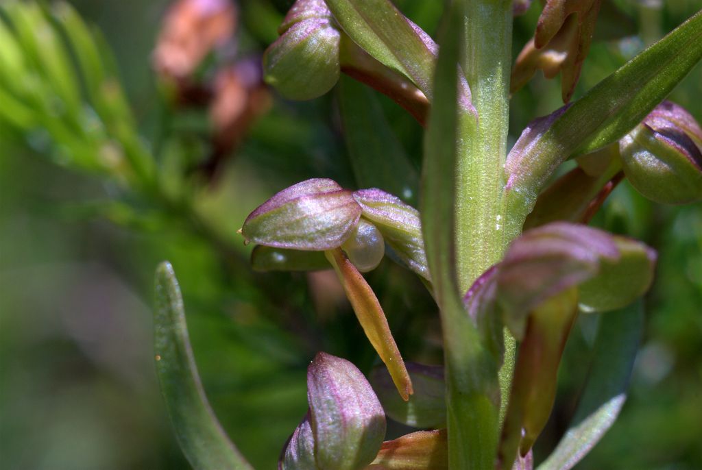 Coeloglossum viride