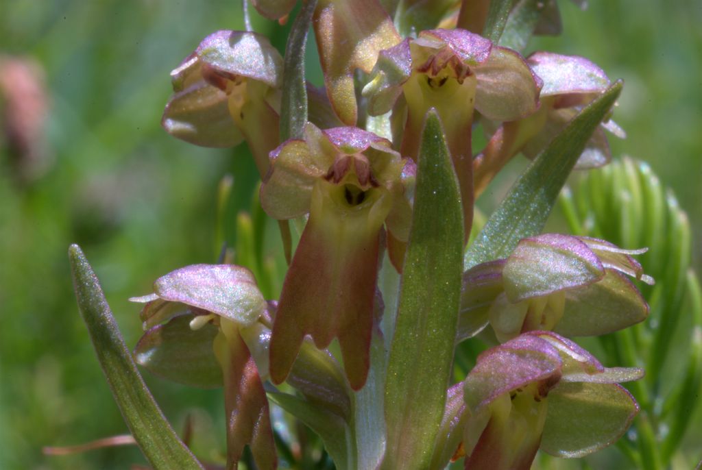 Coeloglossum viride