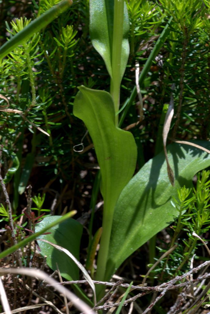 Coeloglossum viride