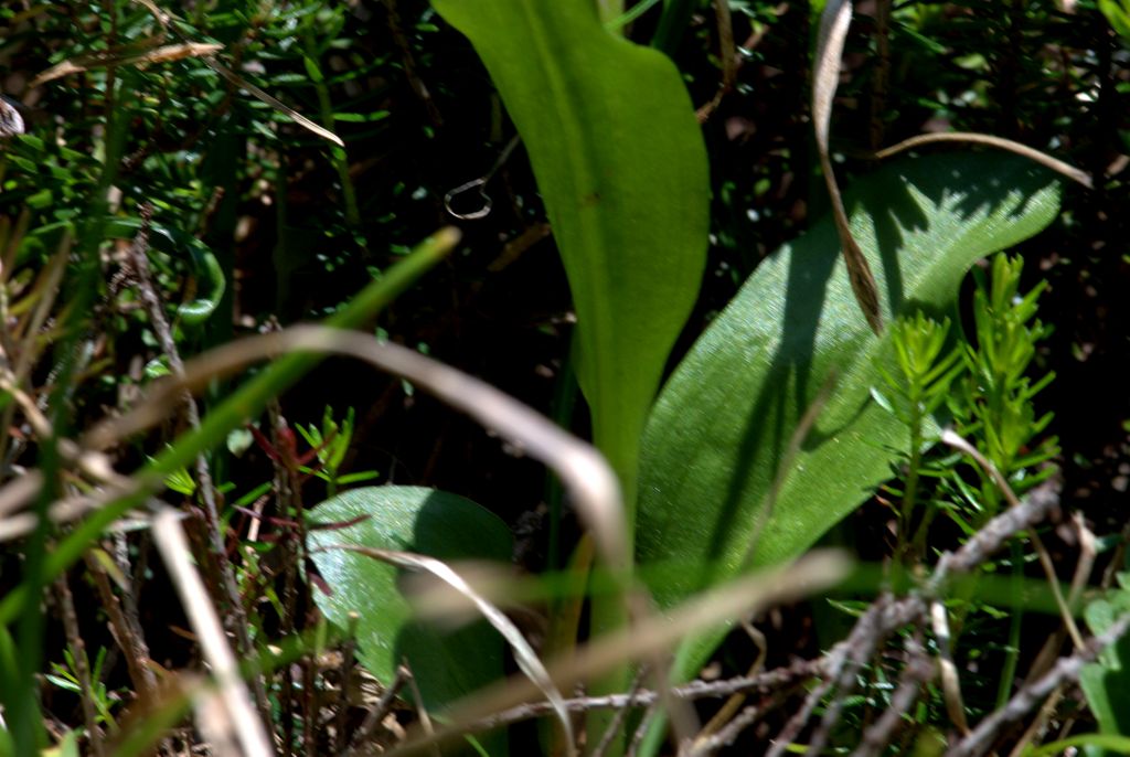 Coeloglossum viride