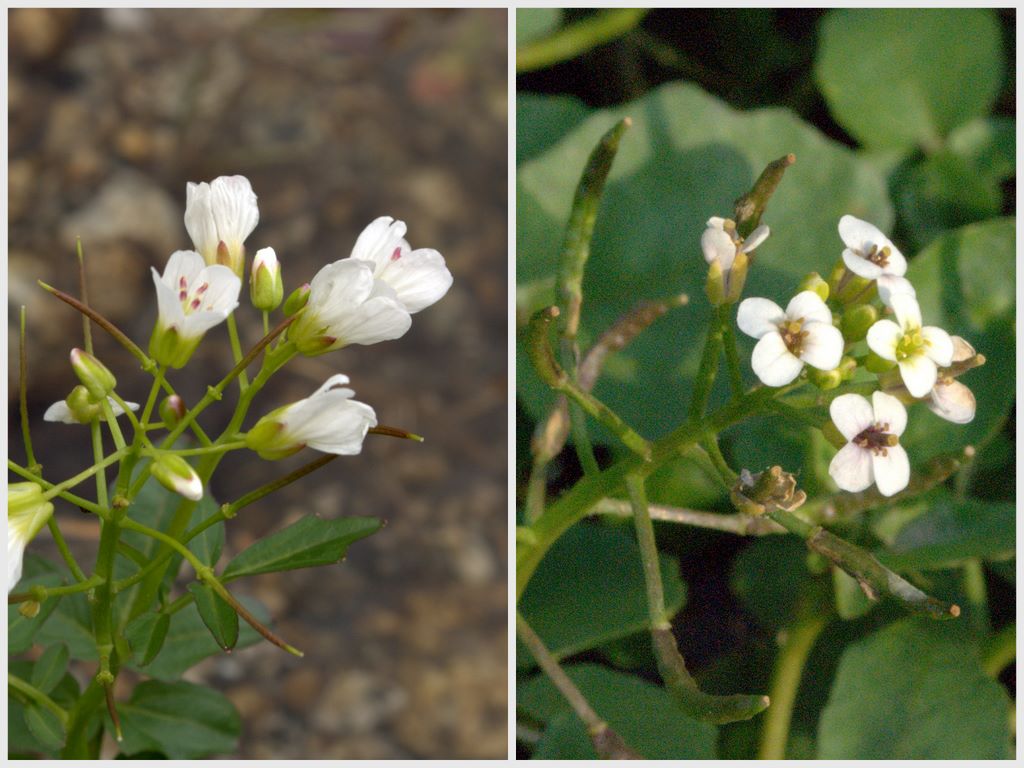 Nasturtium officinale / Crescione d''acqua