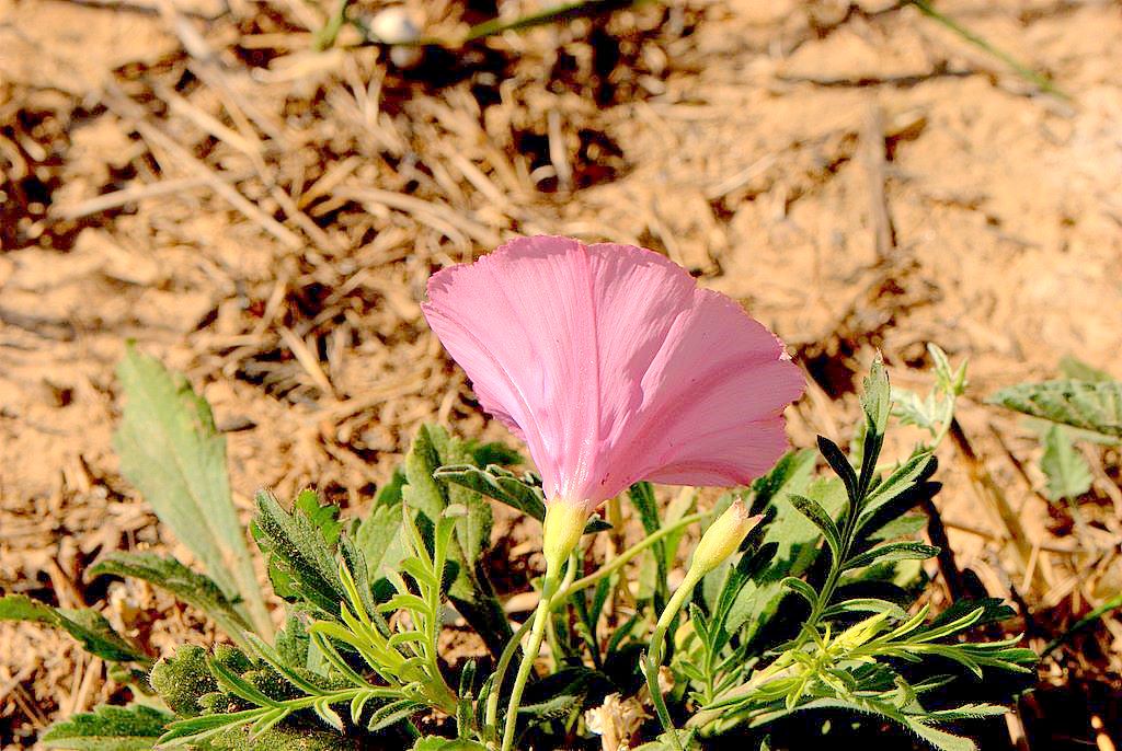 Convolvulus elegantissimus / Convolvolo elegantissimo