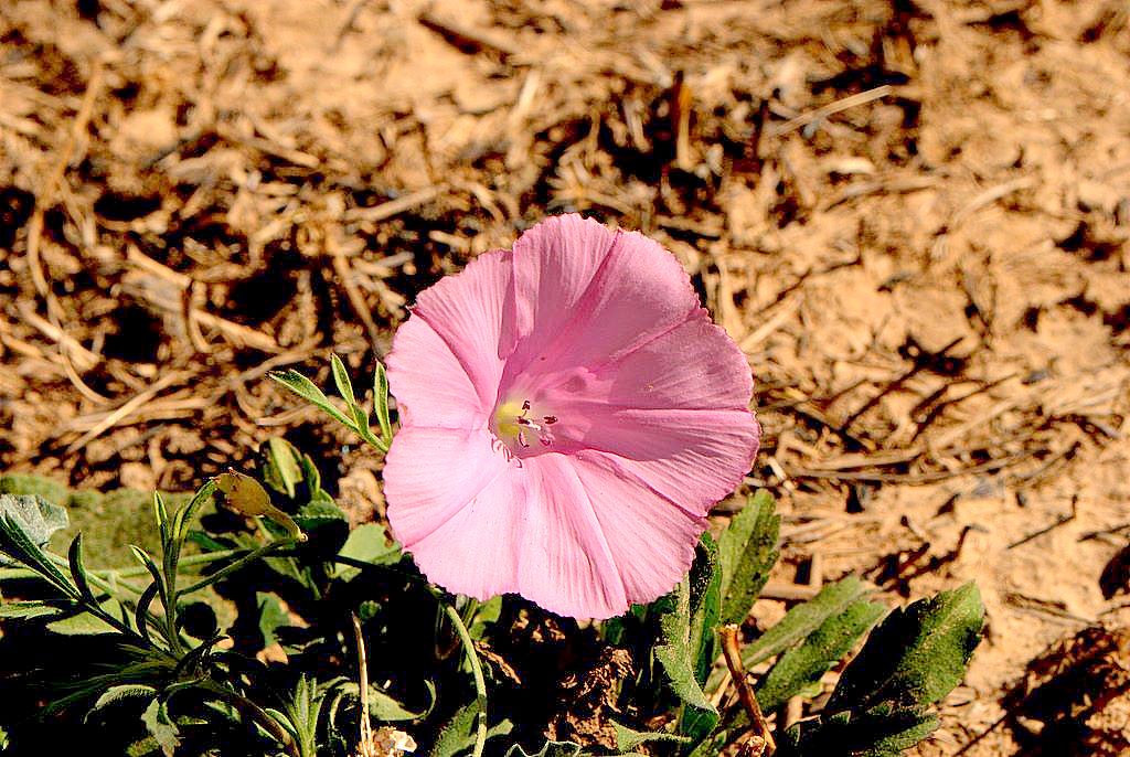 Convolvulus elegantissimus / Convolvolo elegantissimo