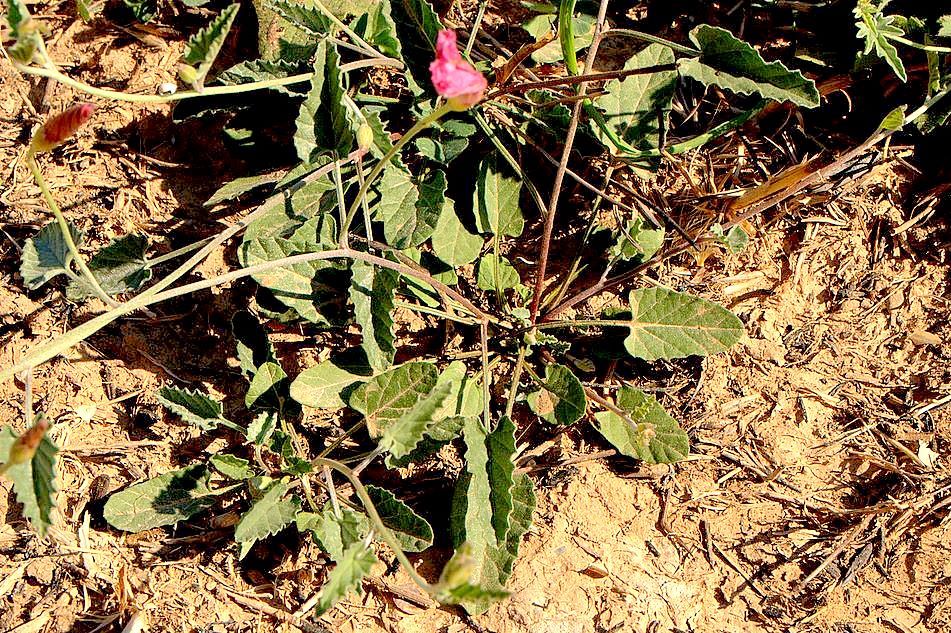 Convolvulus elegantissimus / Convolvolo elegantissimo