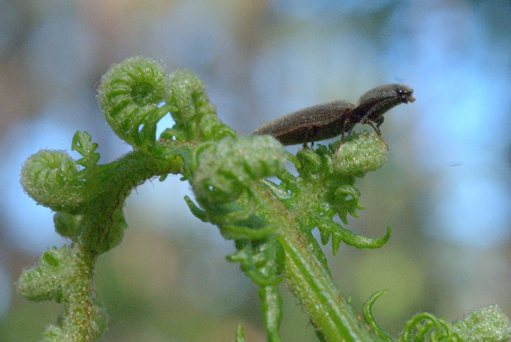 Elateridae, geneea Athous