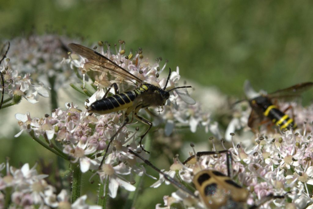 Tenthredinidae da determinare