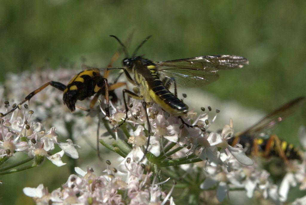 Tenthredinidae da determinare