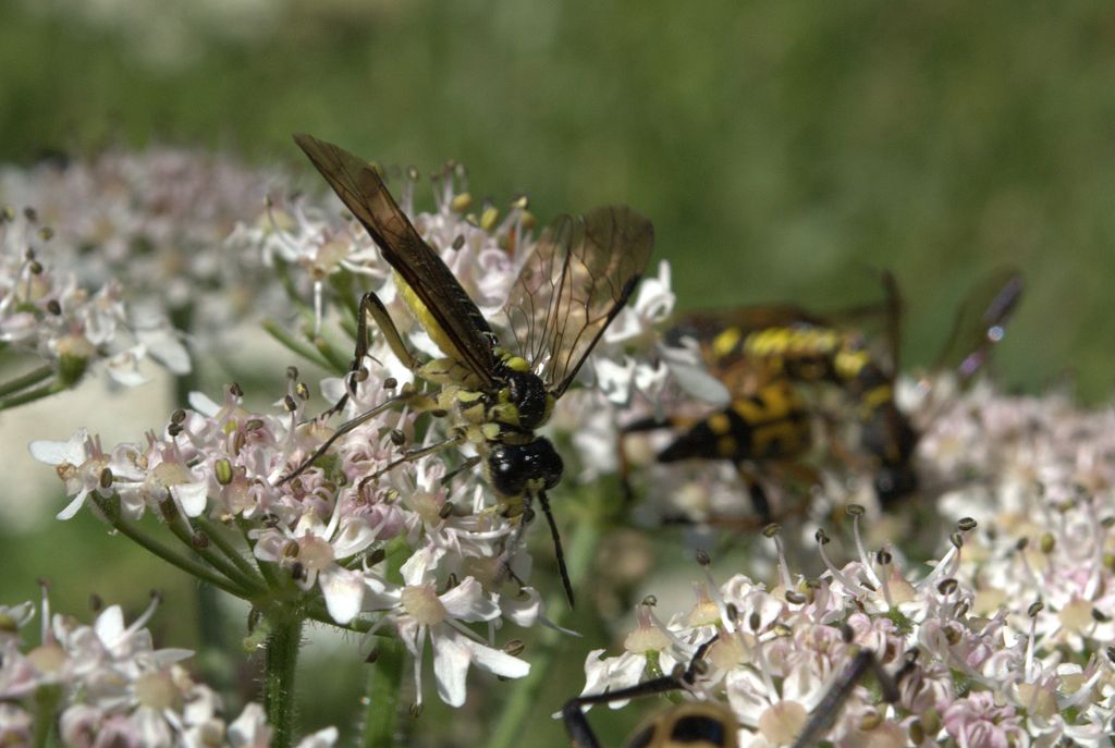 Tenthredinidae da determinare