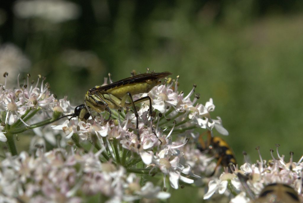 Tenthredinidae da determinare