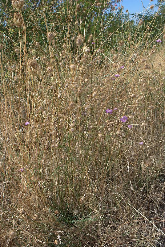 Sixalix atropurpurea / Vedovina marittima