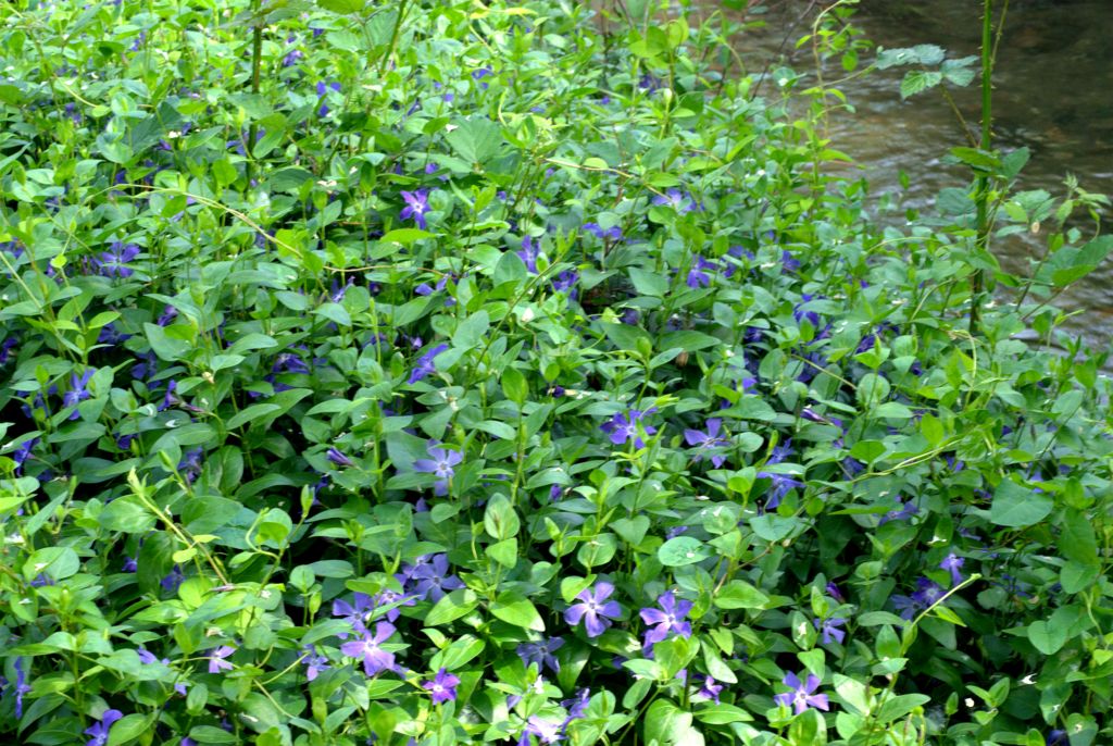 Vinca major / Pervinca maggiore