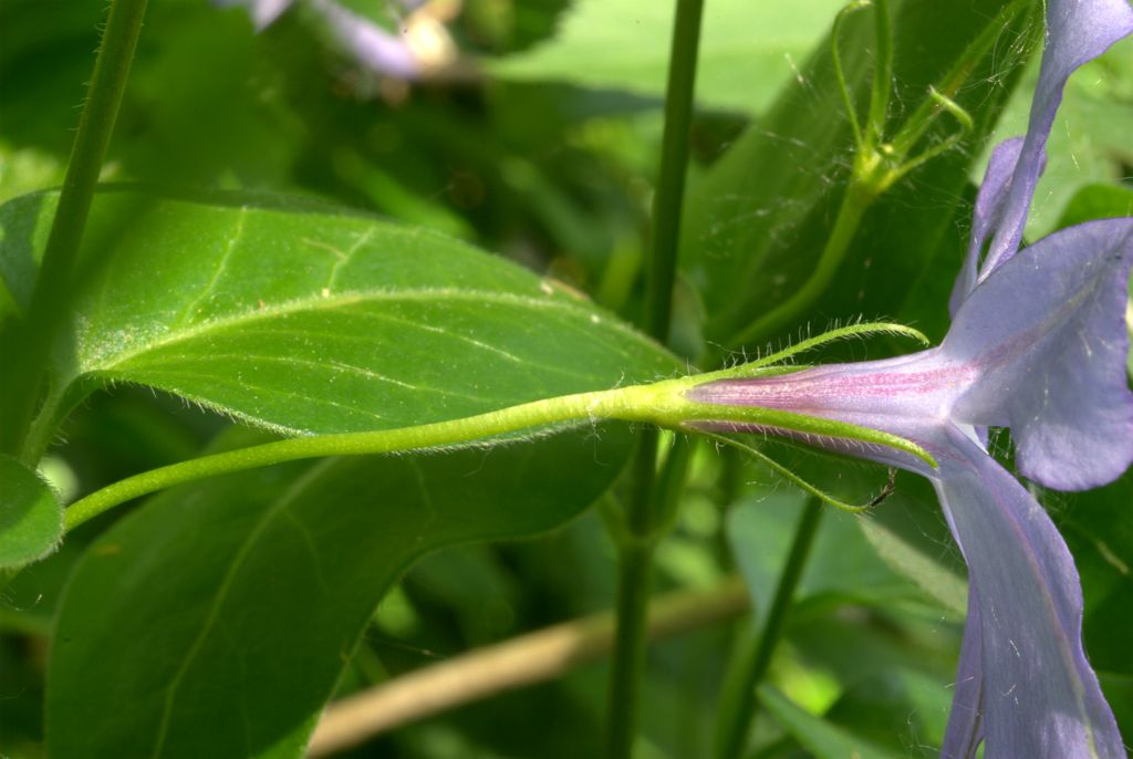 Vinca major / Pervinca maggiore