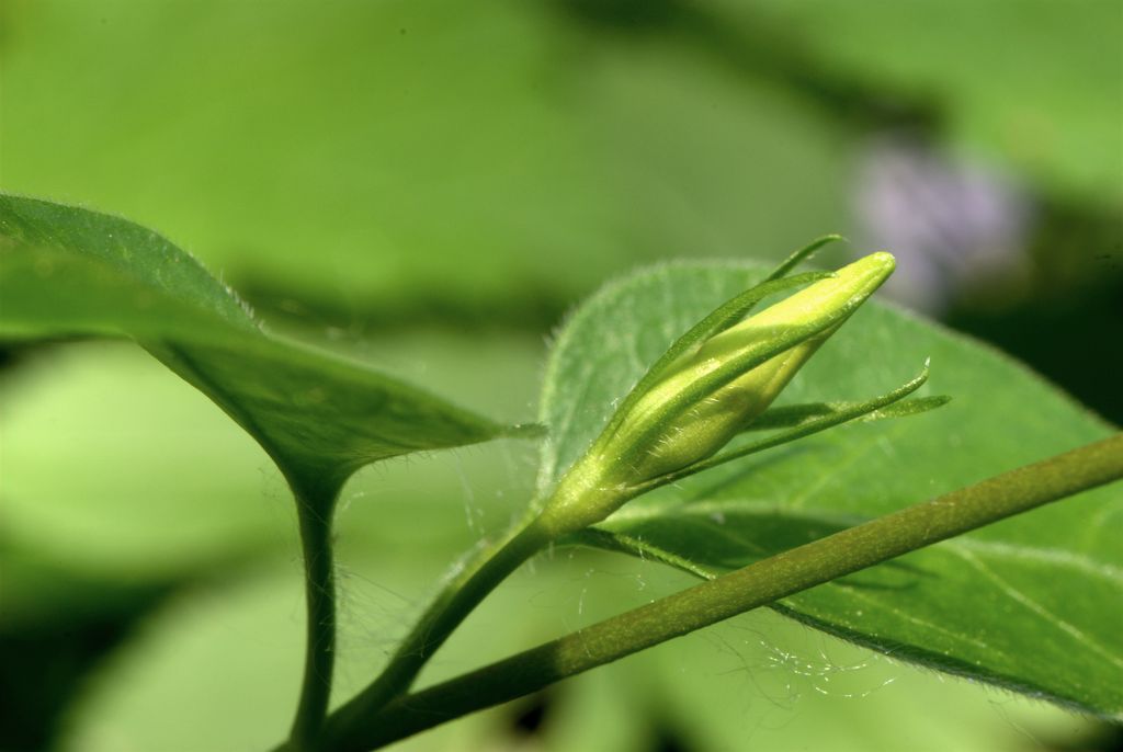 Vinca major / Pervinca maggiore