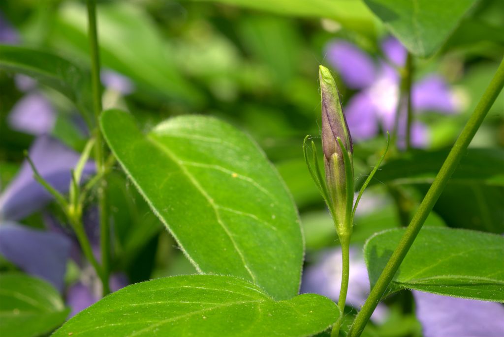 Vinca major / Pervinca maggiore