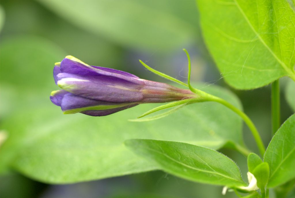 Vinca major / Pervinca maggiore