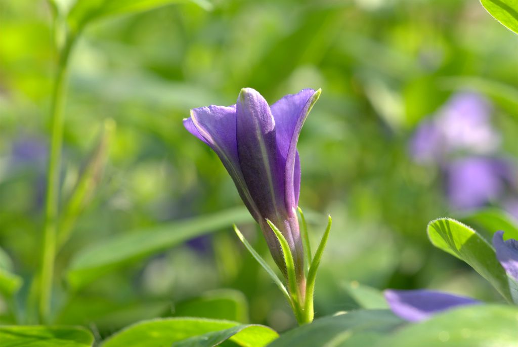 Vinca major / Pervinca maggiore