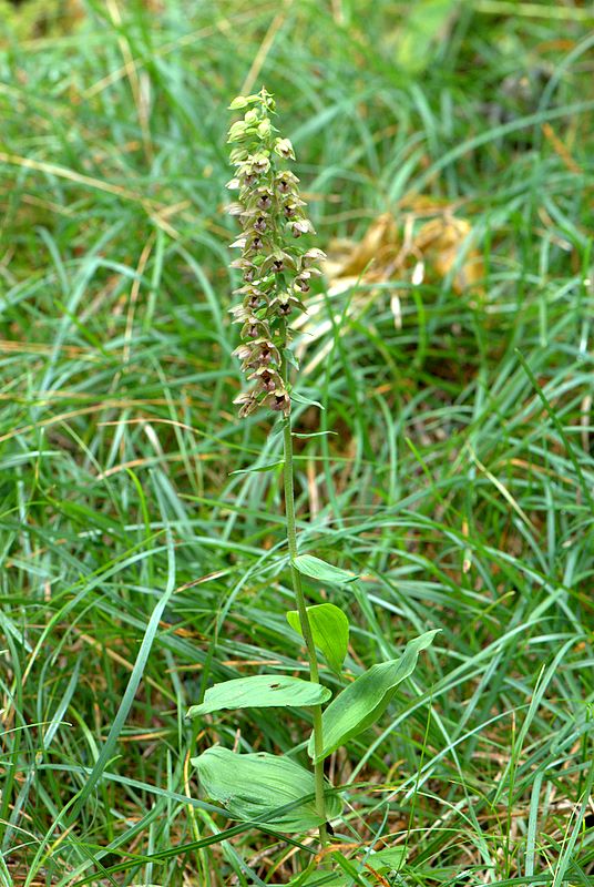 Epipactis helleborine?