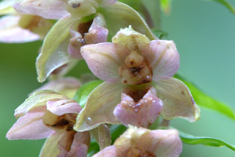 Epipactis helleborine?