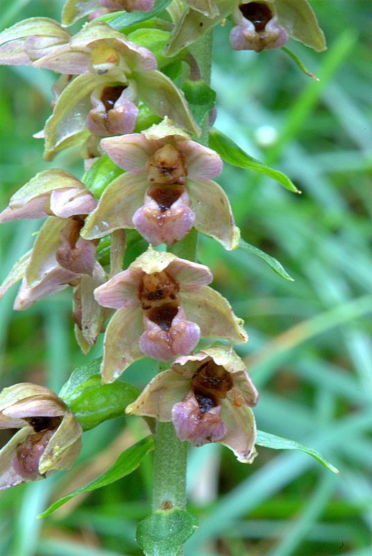 Epipactis helleborine?